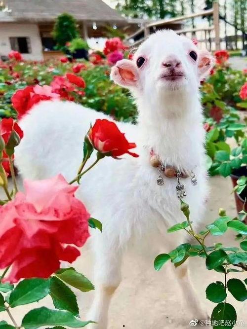 吃瓜网小羊,揭秘娱乐圈幕后故事，带你领略明星真实生活