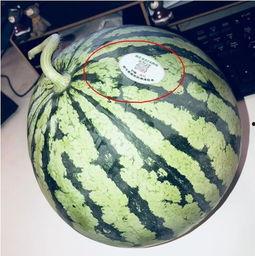 17网红吃瓜,揭秘娱乐圈幕后真相